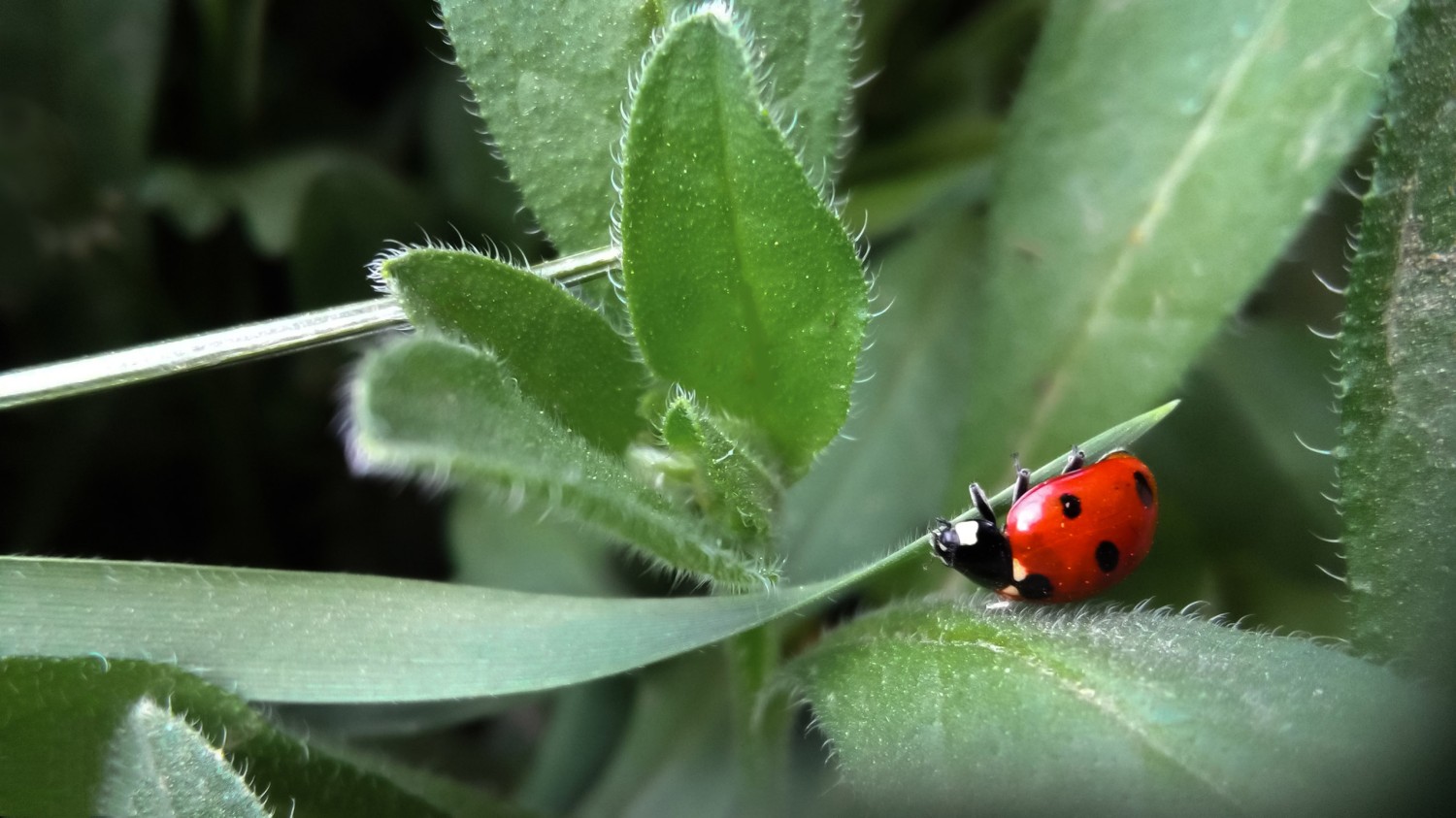 写了两个随机小姐姐视频的Api代码