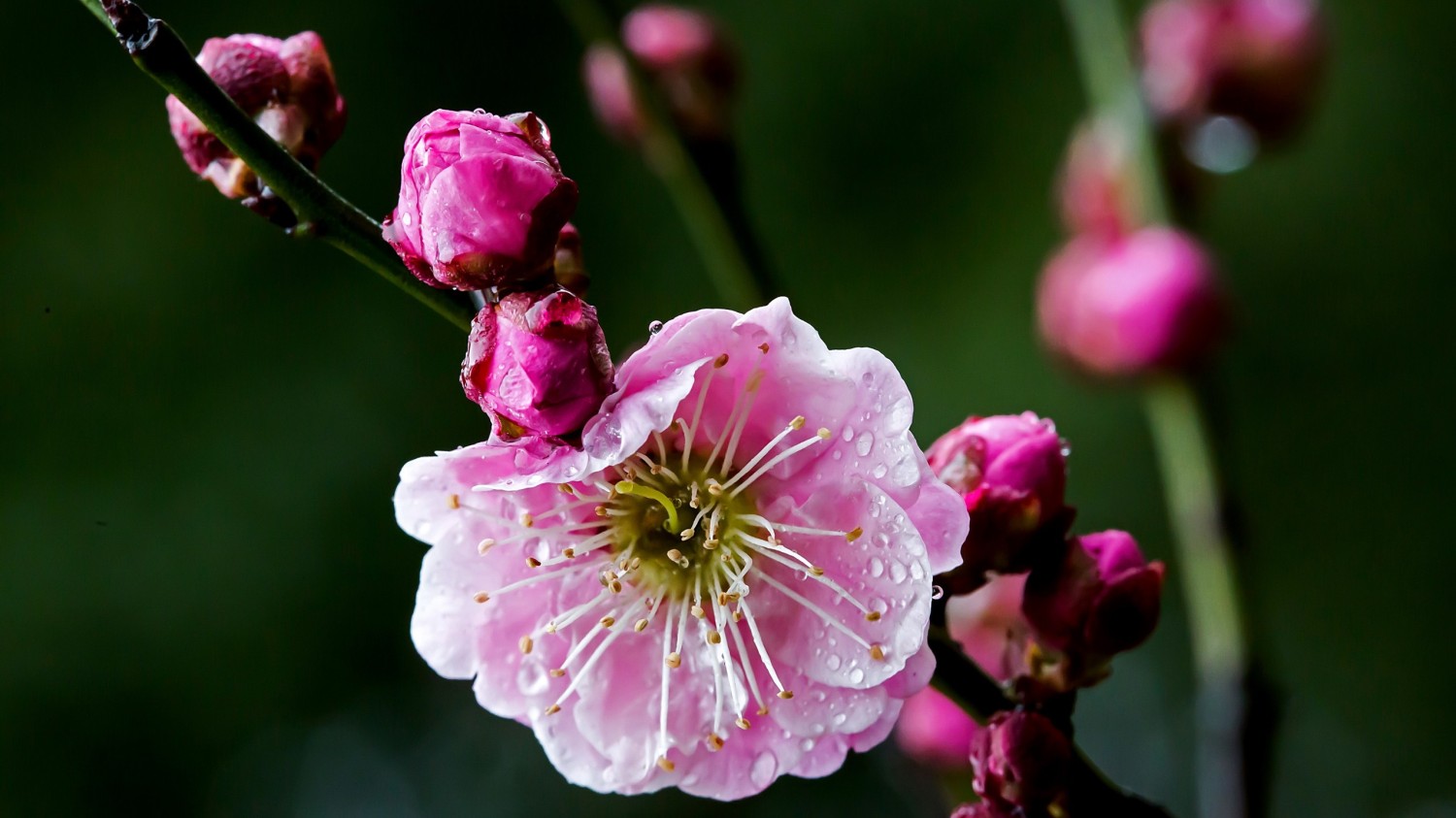 开源简易站点统计2.0