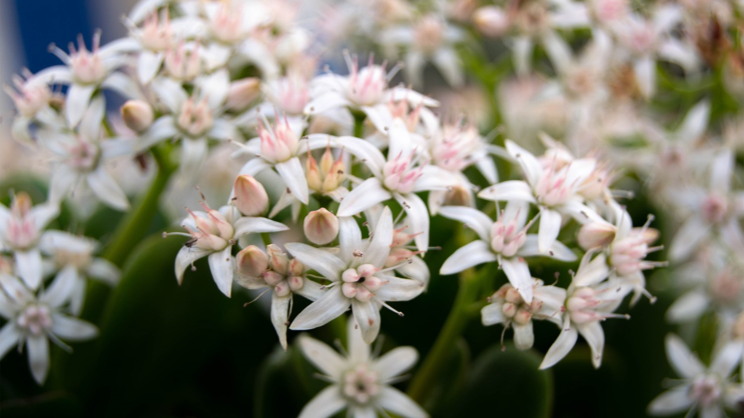 写了两个随机小姐姐视频的Api代码