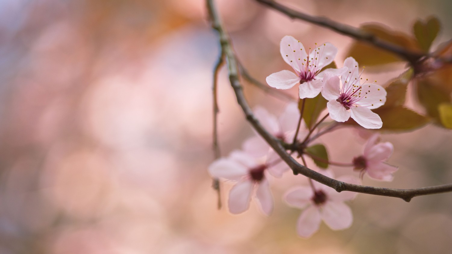 新手该如何使用GPT生成适合自己的代码