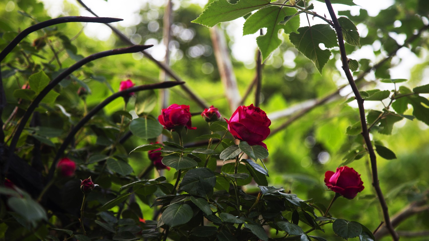 本地搭建网站IP访问统计