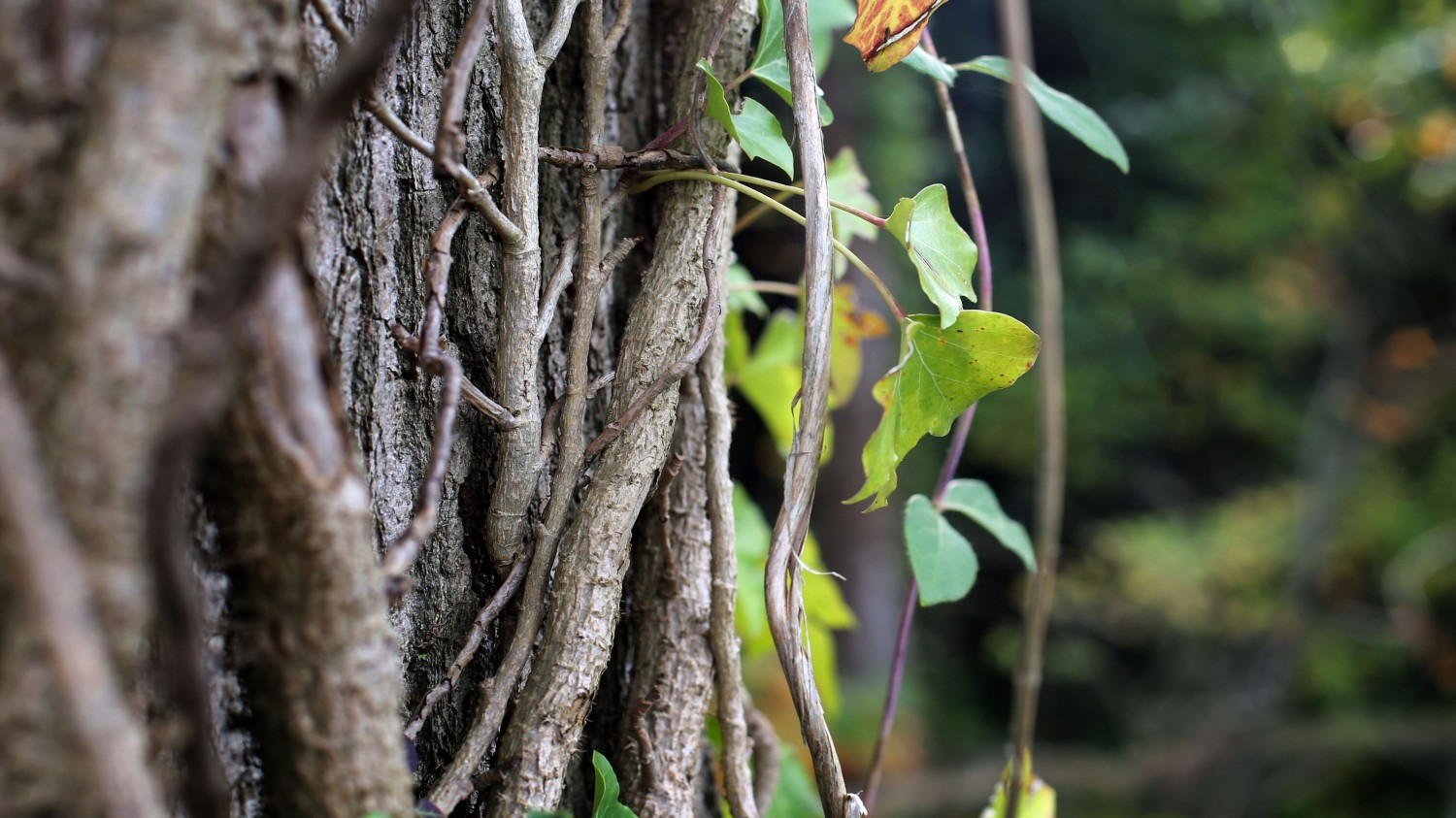 本地搭建网站IP访问统计