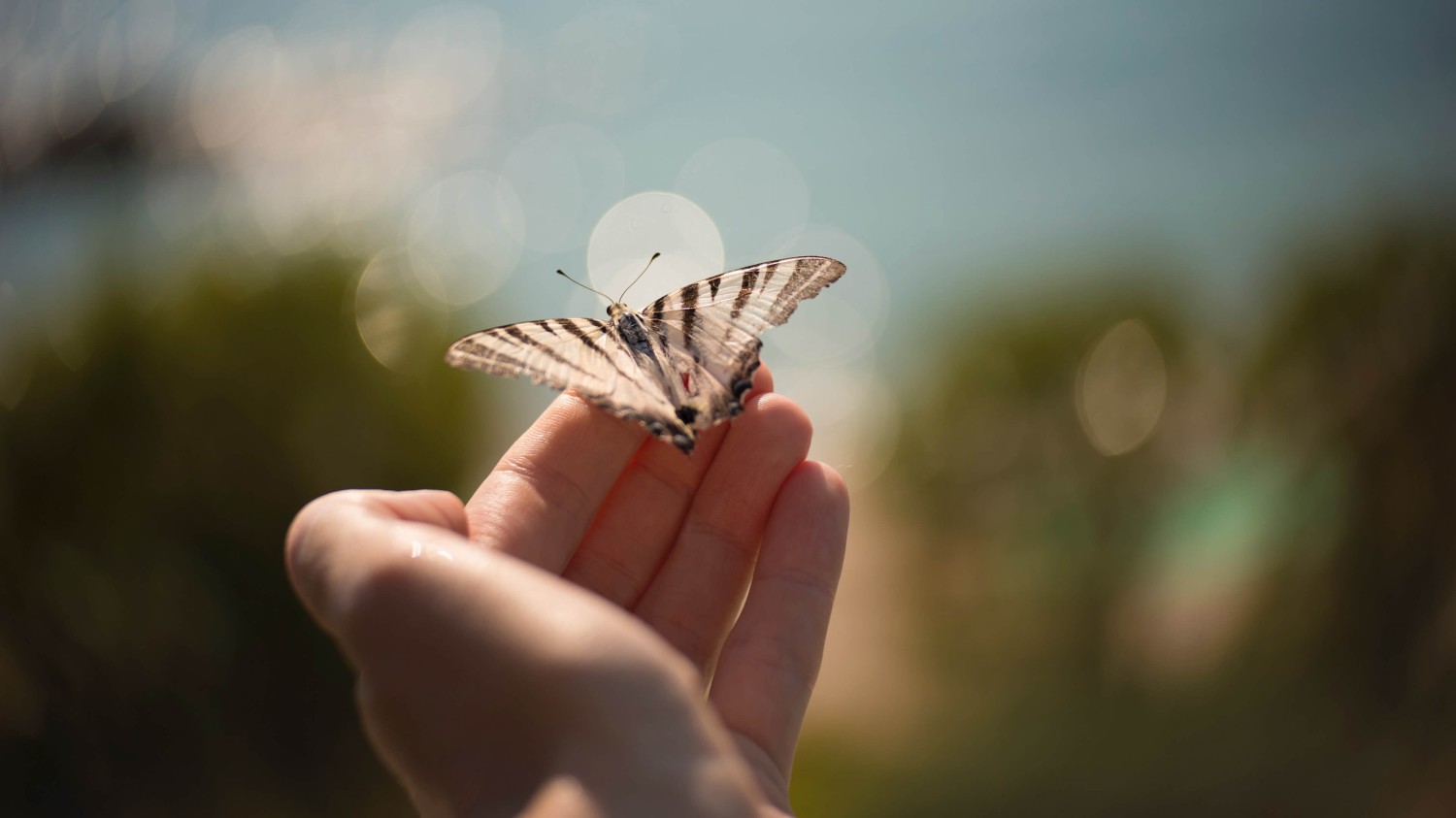 写了两个随机小姐姐视频的Api代码
