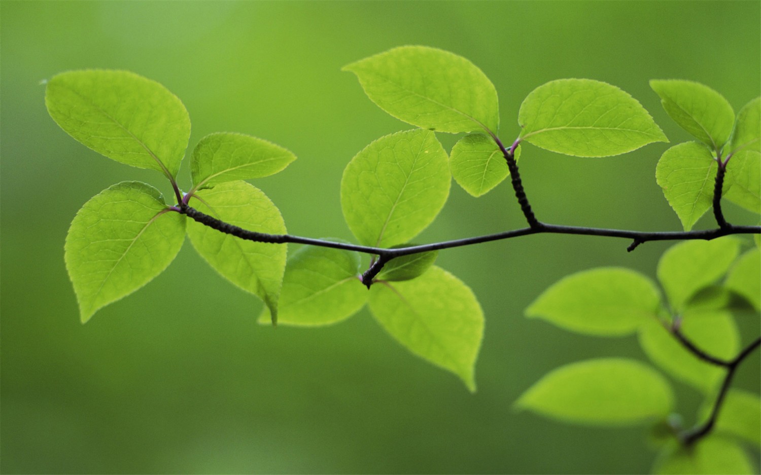 写了两个随机小姐姐视频的Api代码