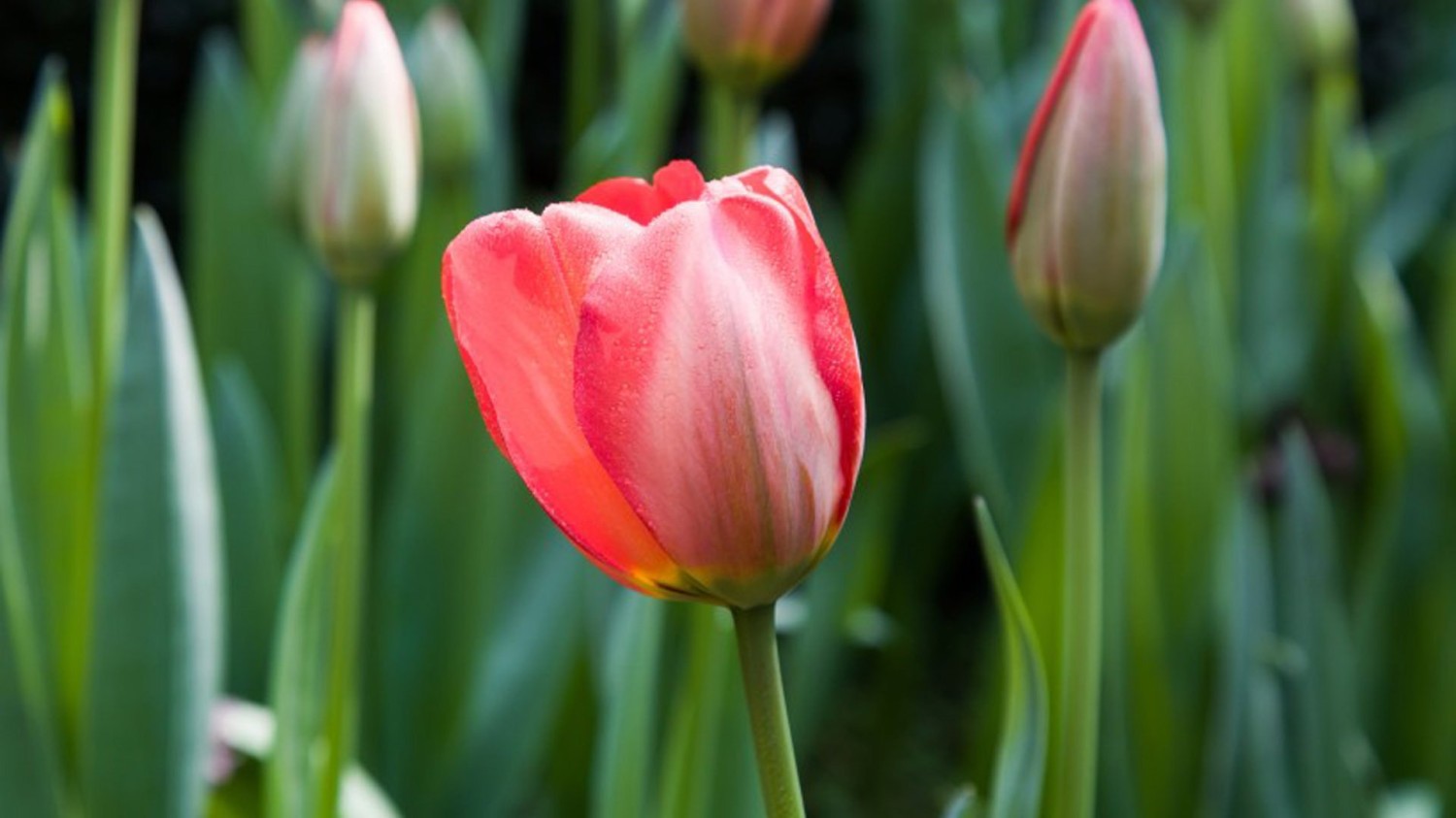 Emlog to Typecho 搬家日志