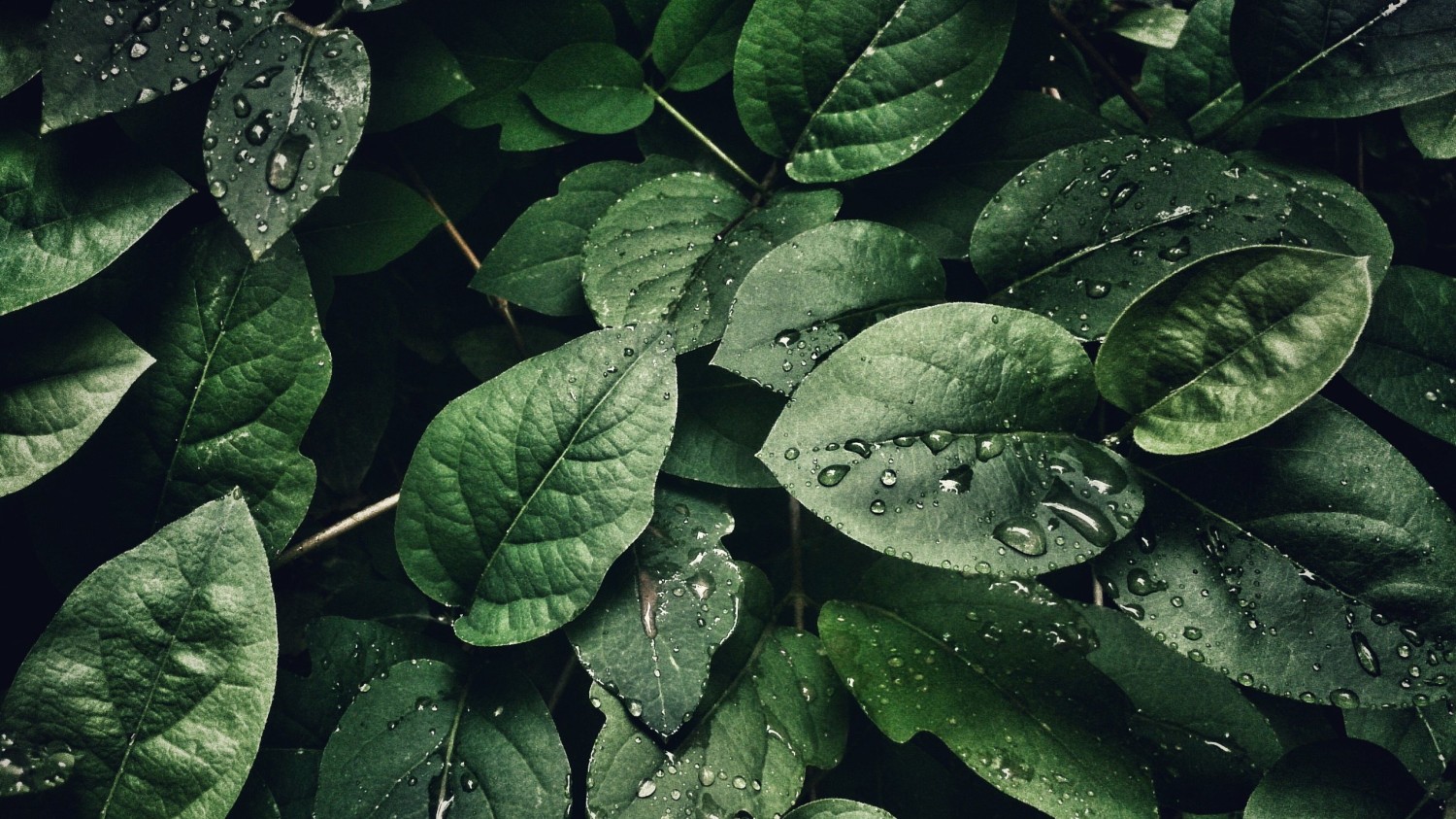 给网页地址生成一个二维码