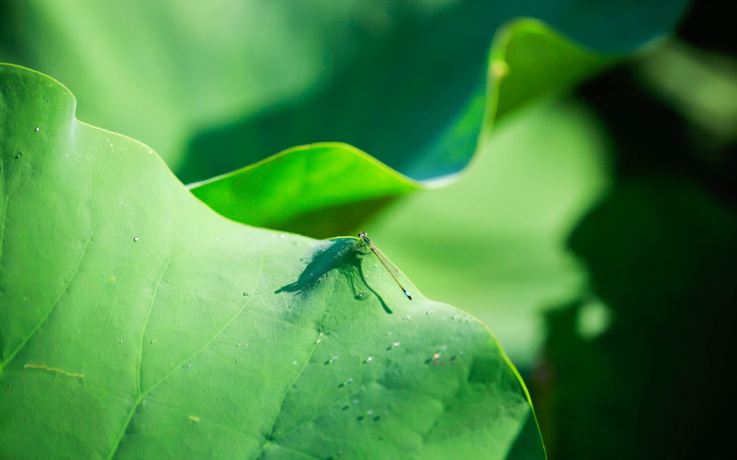 开源分享一个基于Php写的短网址小程序