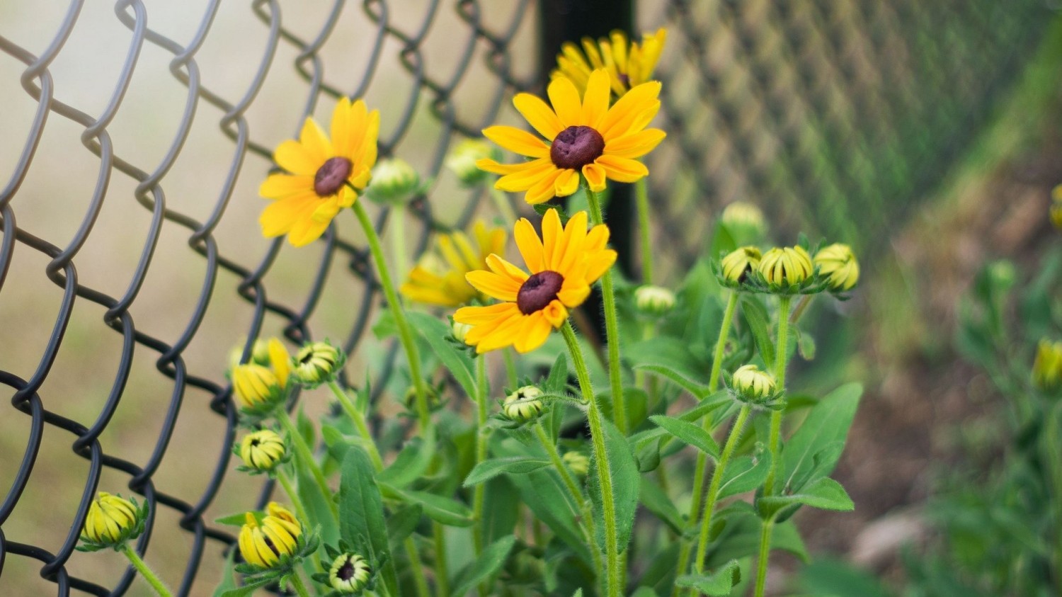 写了两个随机小姐姐视频的Api代码