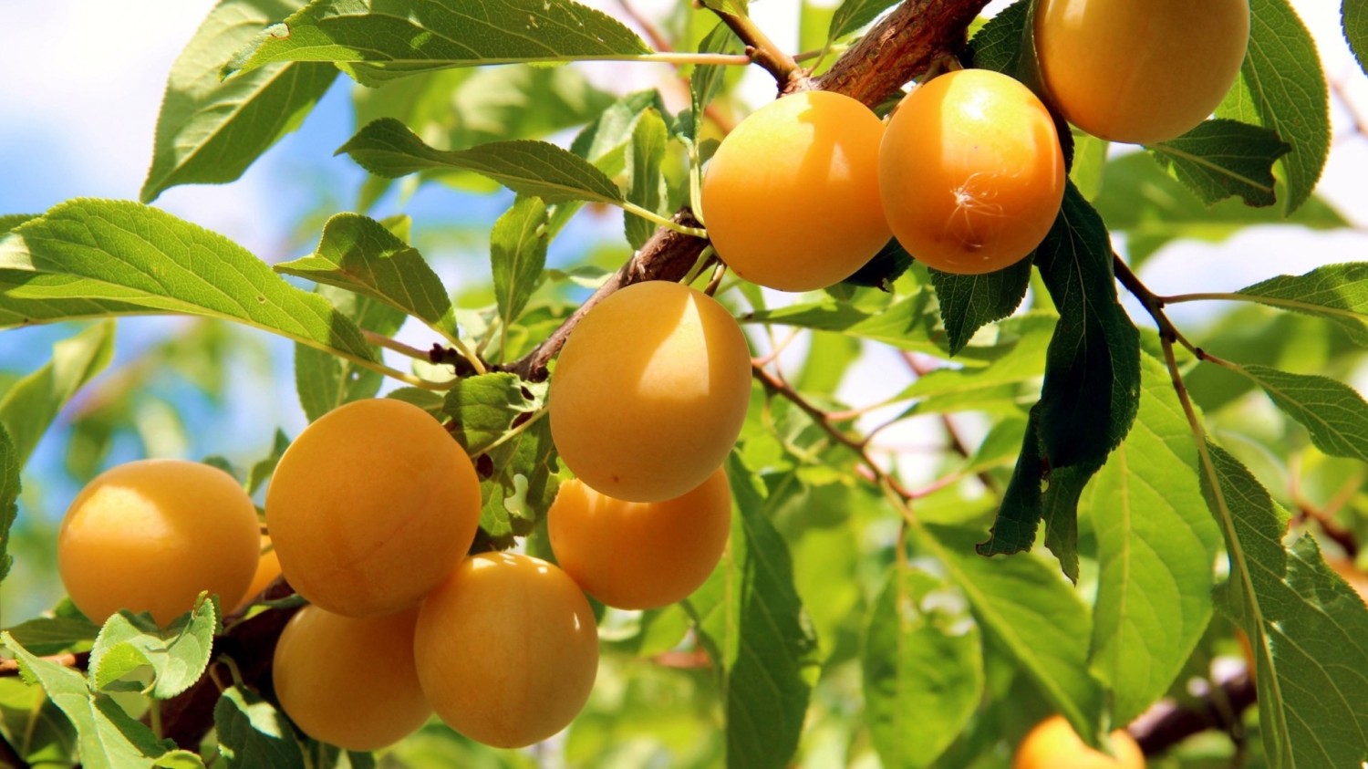 CFT的优选IP使用方法