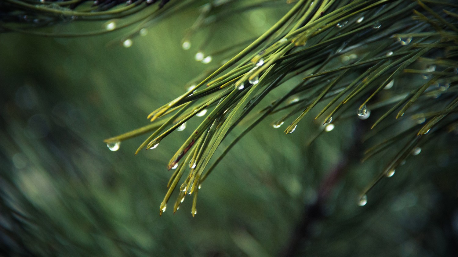 F12在调试程序中暂停 解决方法