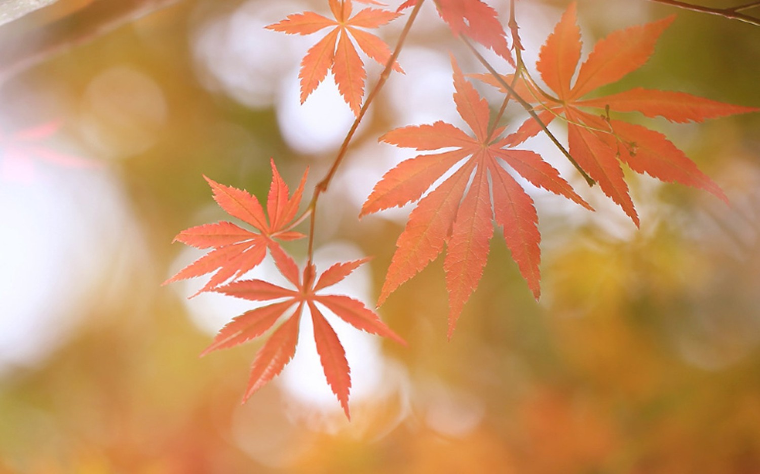 开源简易站点统计2.0