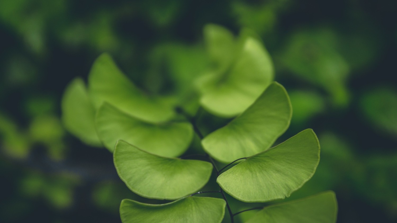 搭建个人防盗链图床