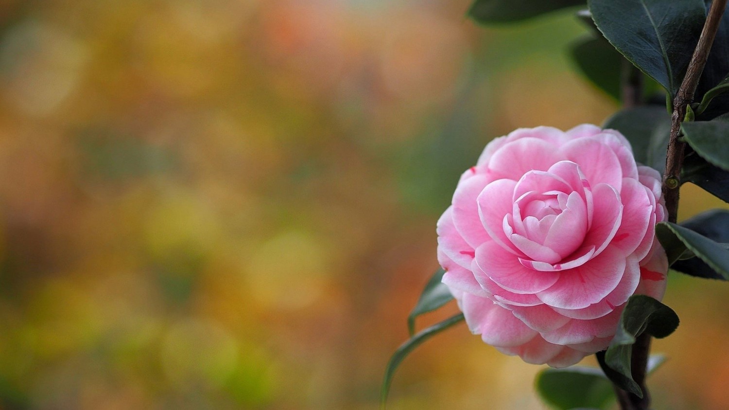 写了两个随机小姐姐视频的Api代码