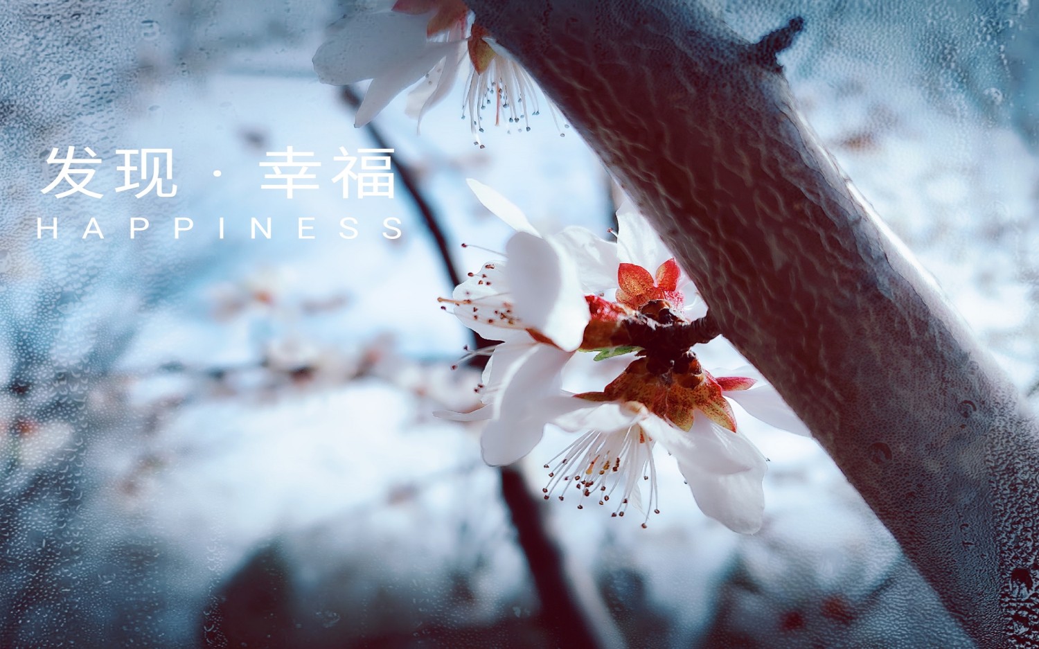 写了两个随机小姐姐视频的Api代码