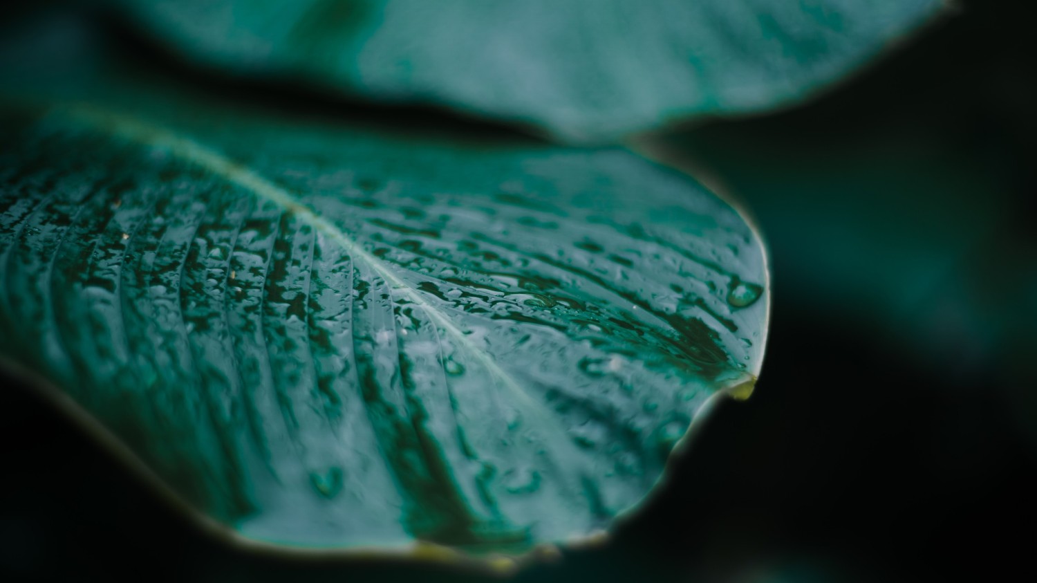 搭建自己的 Gravatar+QQ图像 镜像站