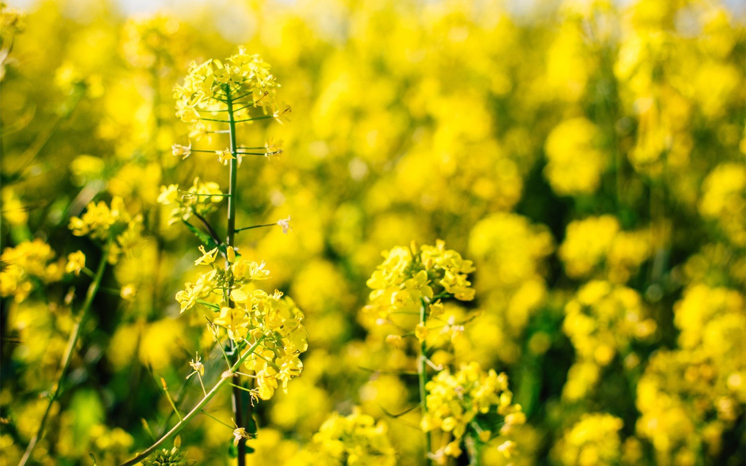 常用的快捷命令