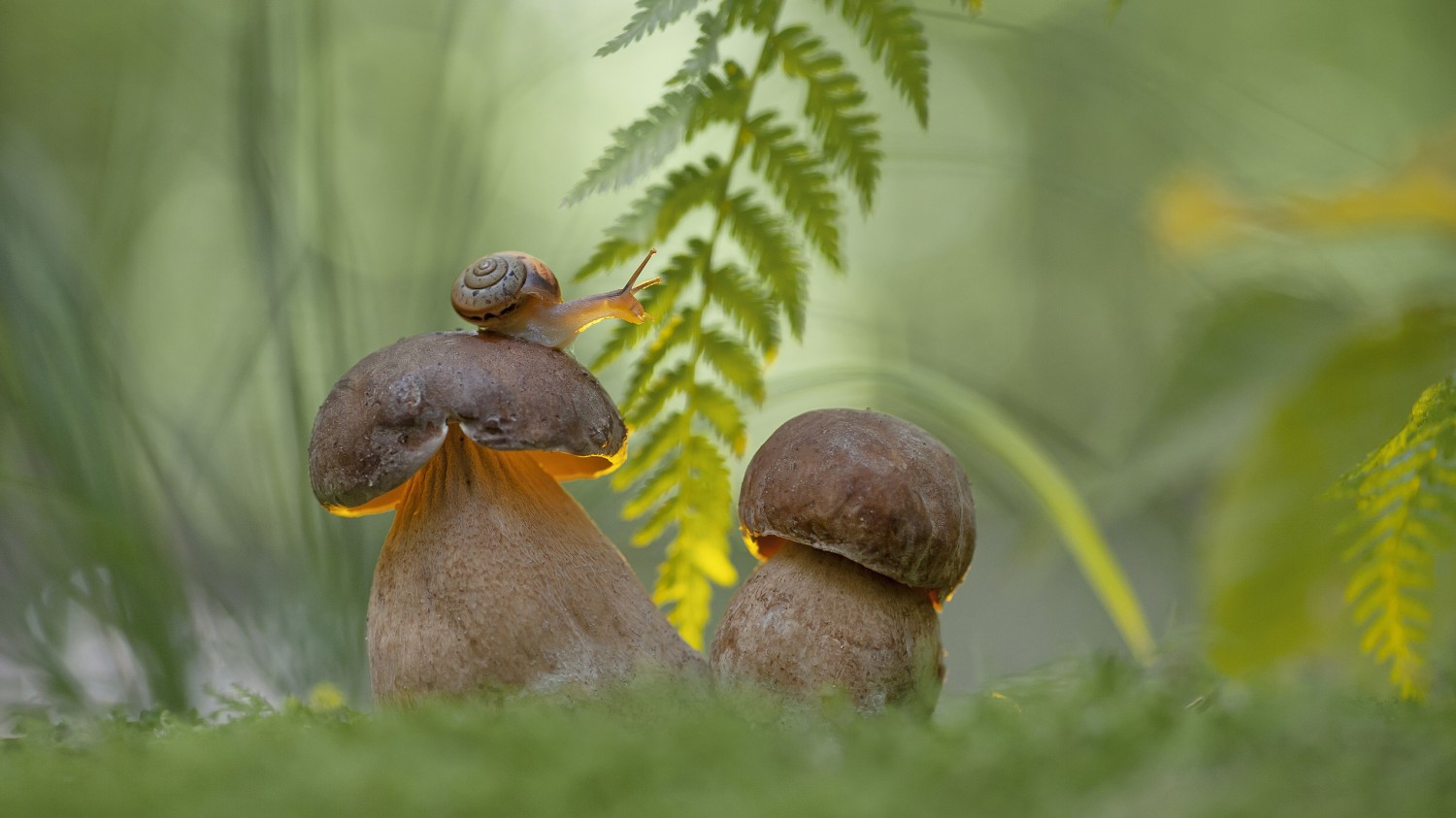 搭建个人防盗链图床