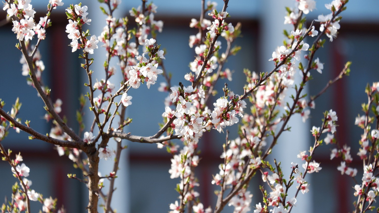 Windows Server 2022自动登录设置