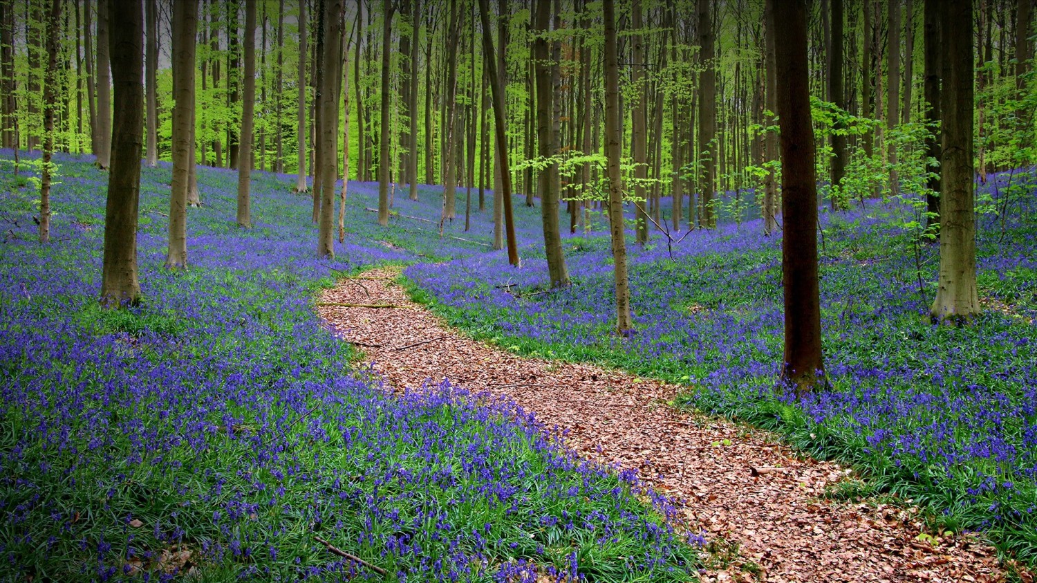 本地搭建网站IP访问统计