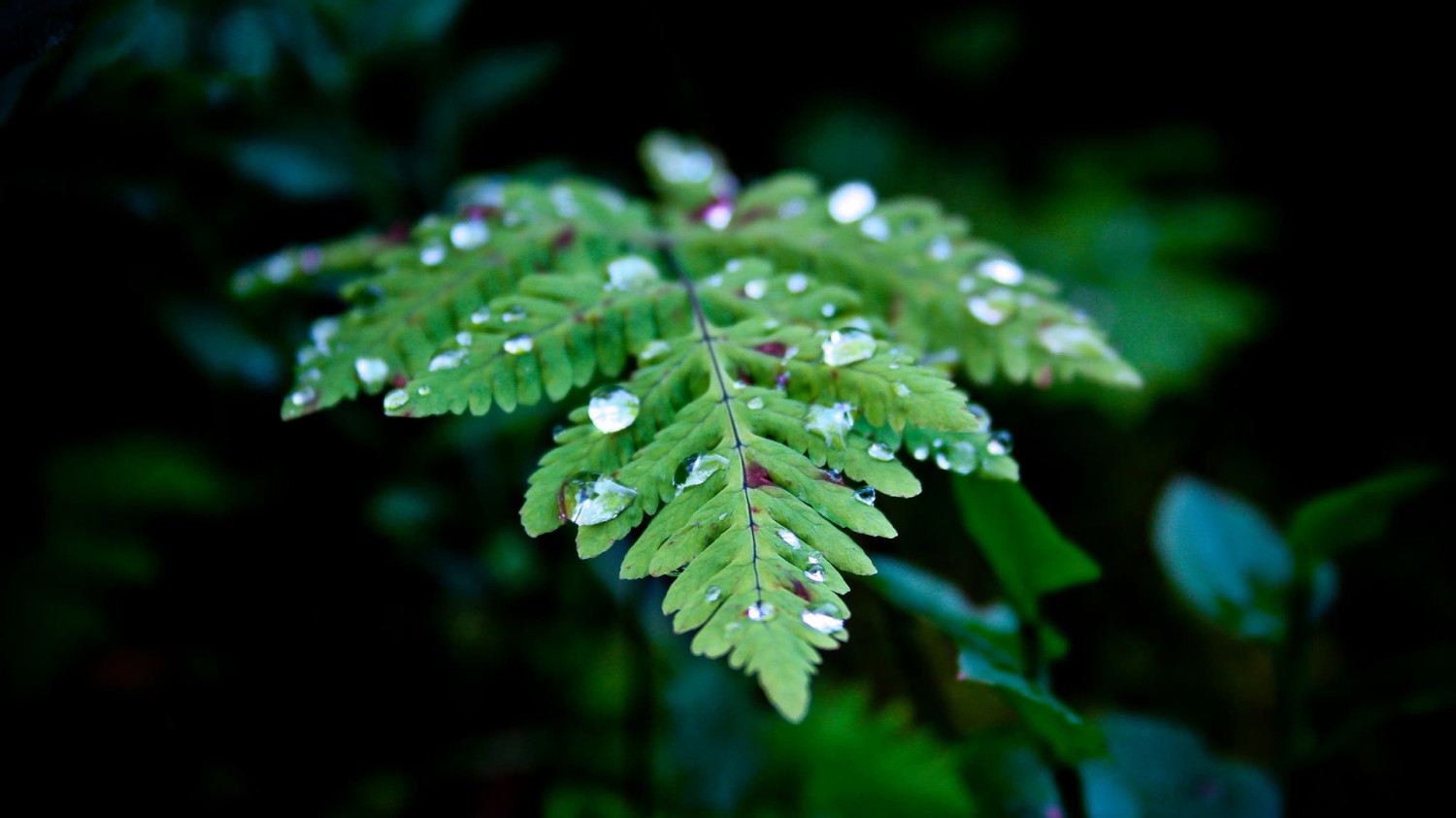 写了两个随机小姐姐视频的Api代码