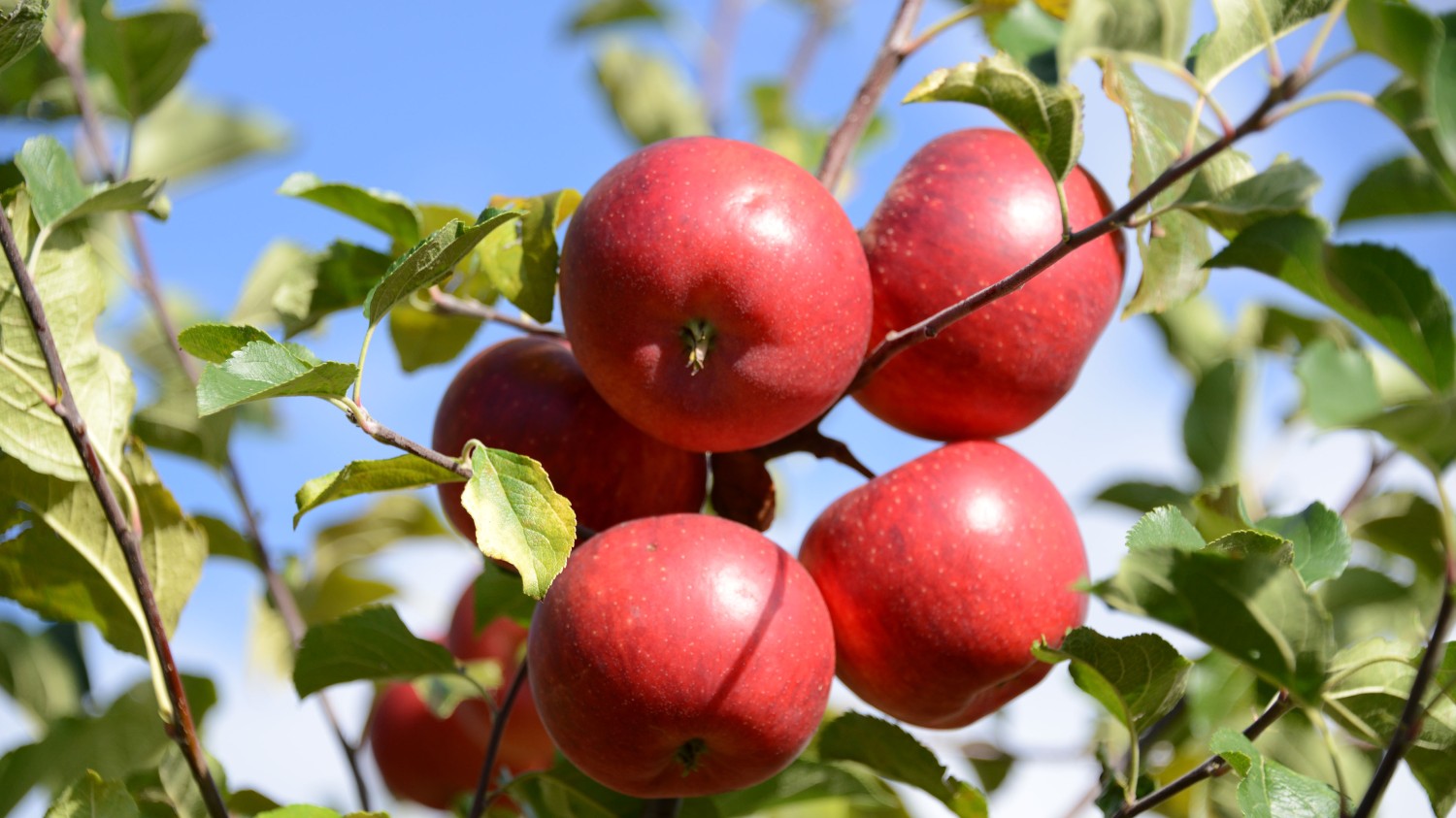 HTML5版本3D电子相册