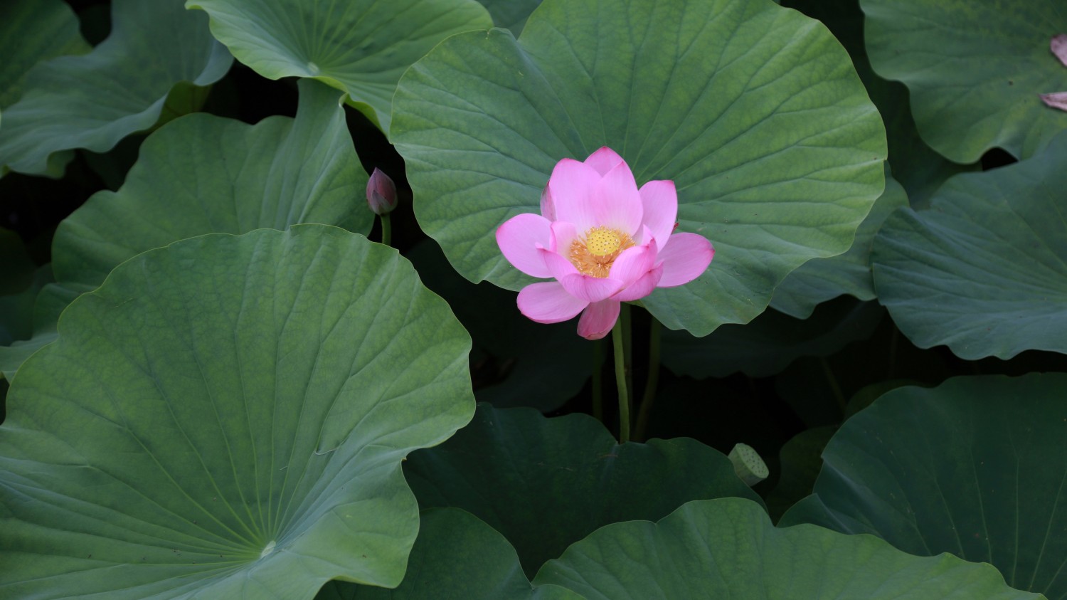 打开TXT，解决，改变读取编码