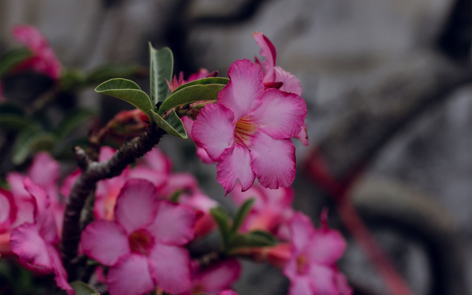 本地搭建网站IP访问统计