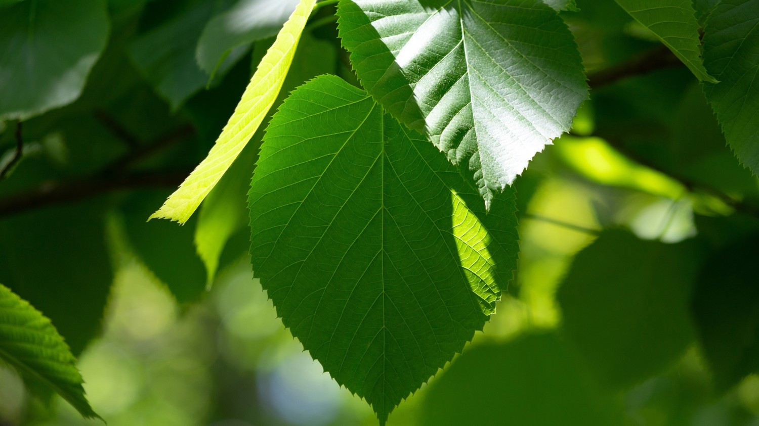 开源简易站点统计2.0