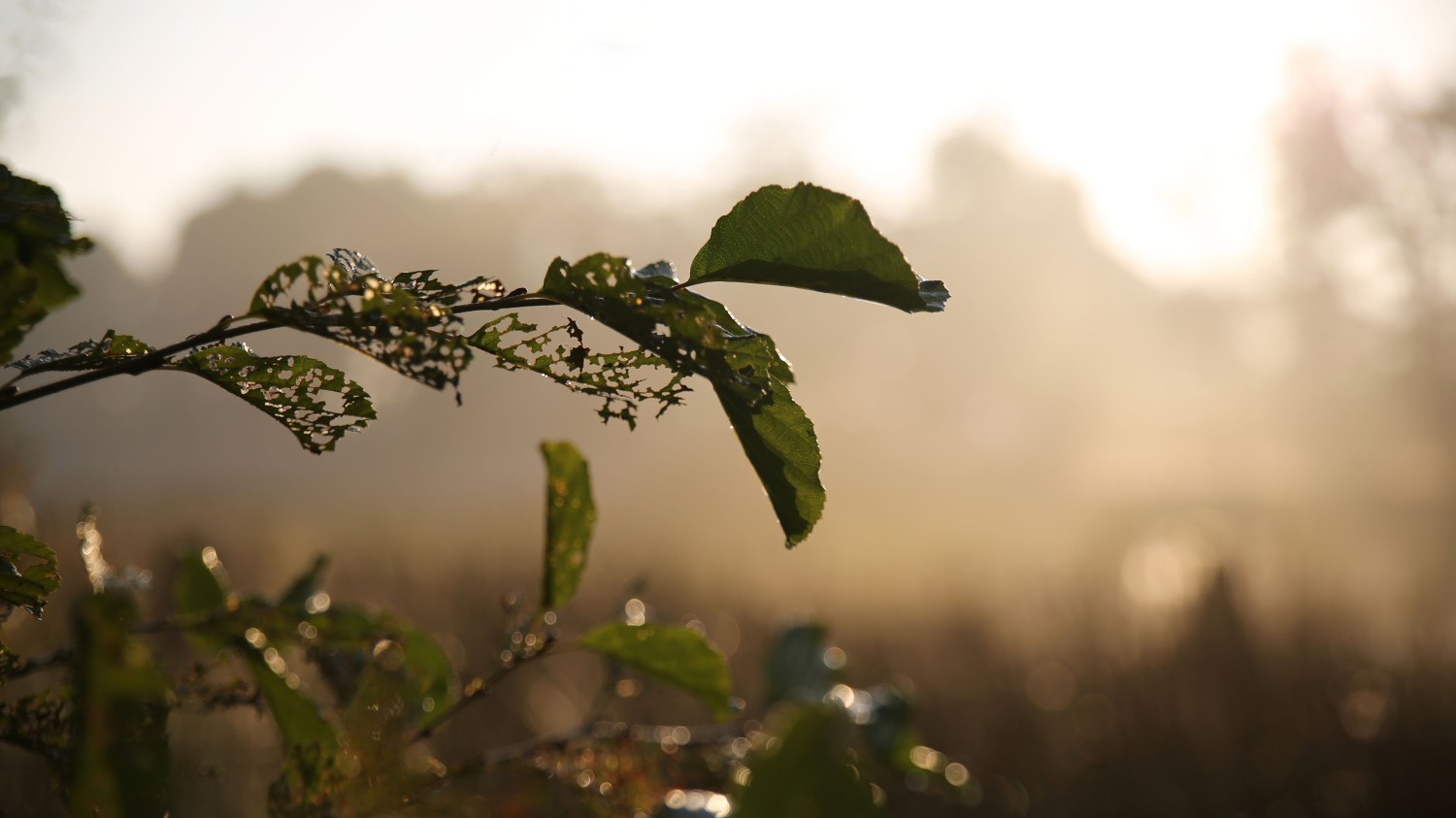 本地搭建网站IP访问统计