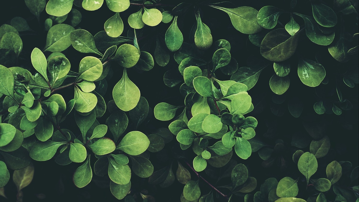 开源分享一个基于Php写的短网址小程序