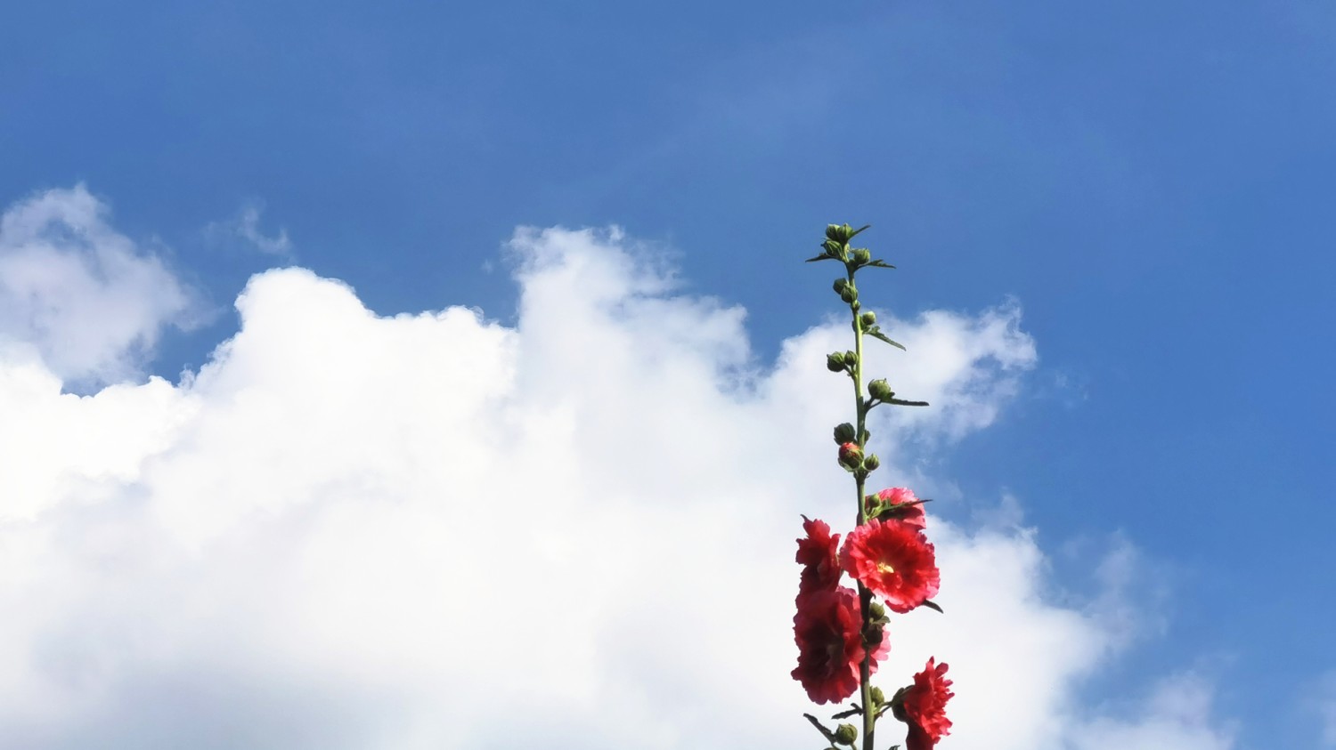 开源简易站点统计2.0