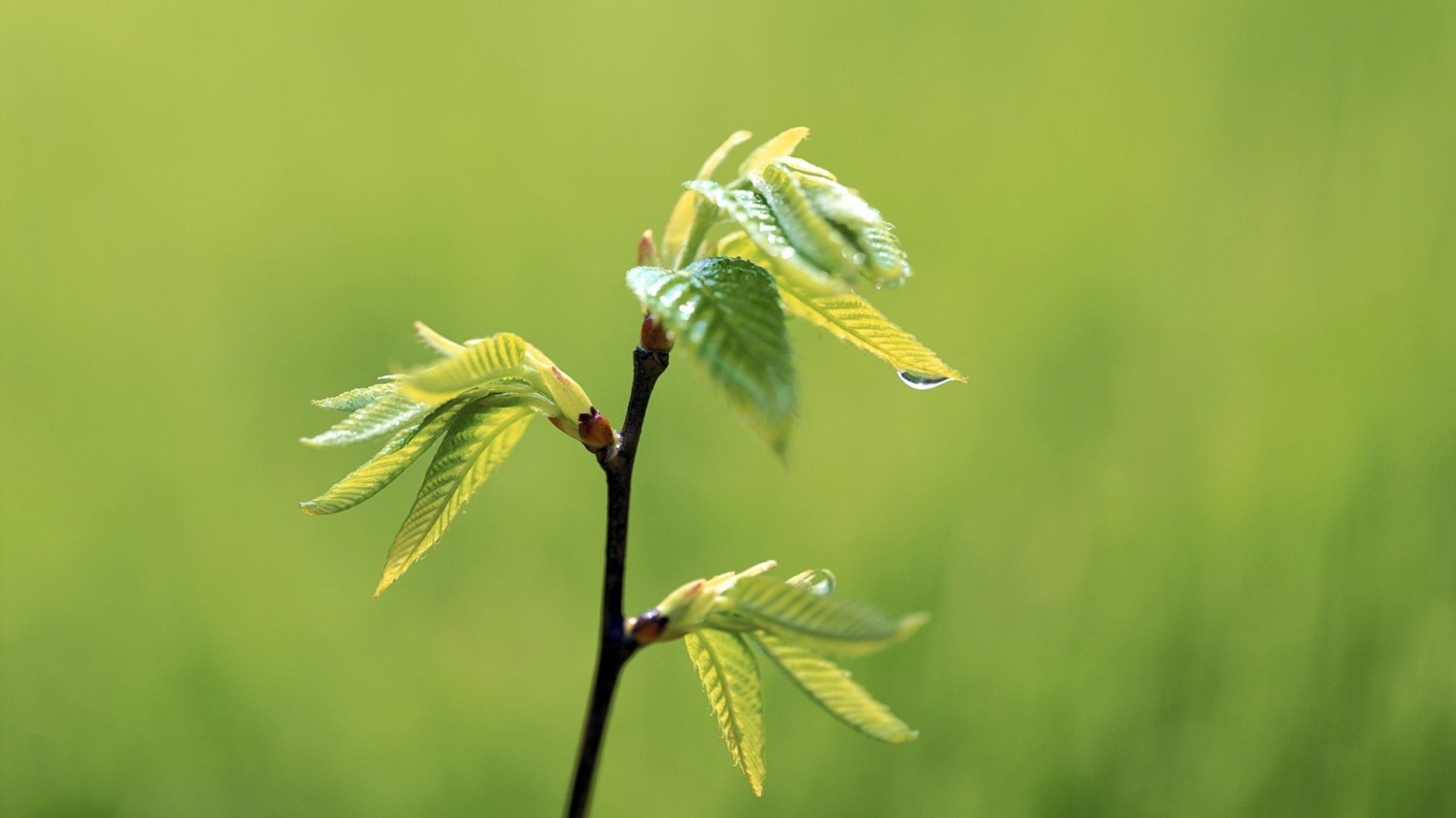 写了两个随机小姐姐视频的Api代码