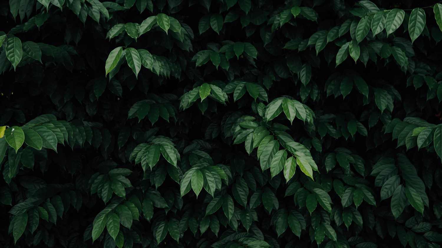 搭建个人防盗链图床