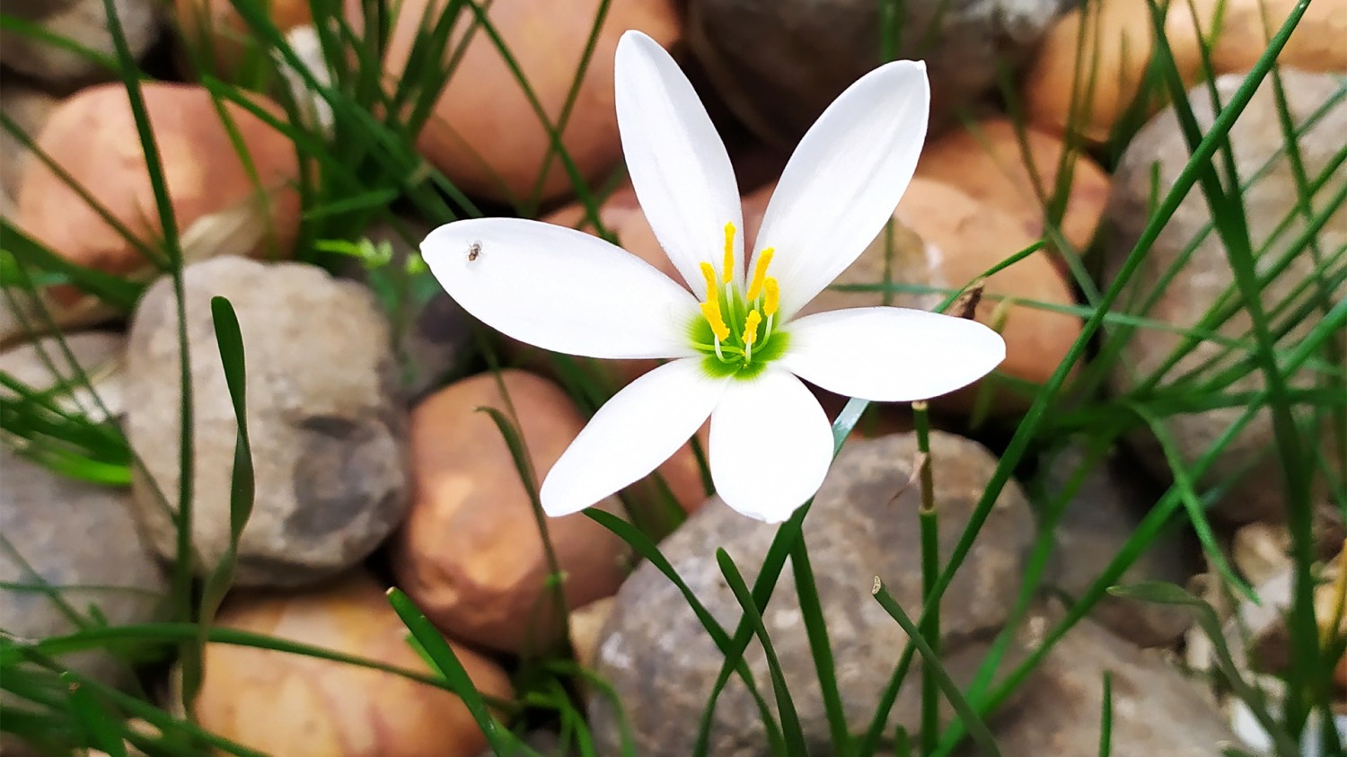 开源简易站点统计2.0