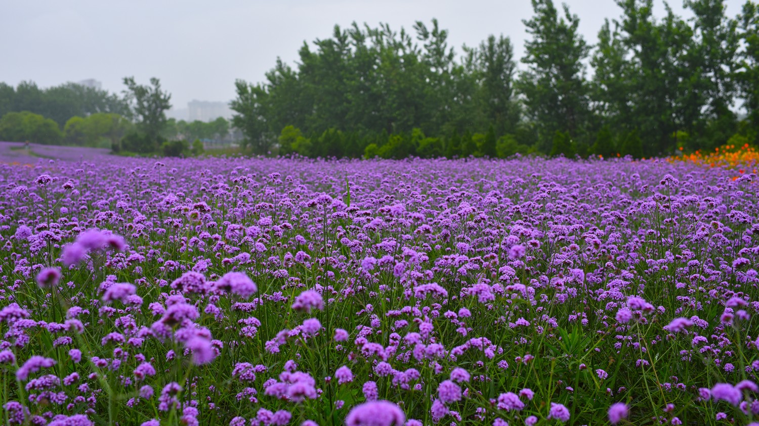 本地搭建网站IP访问统计