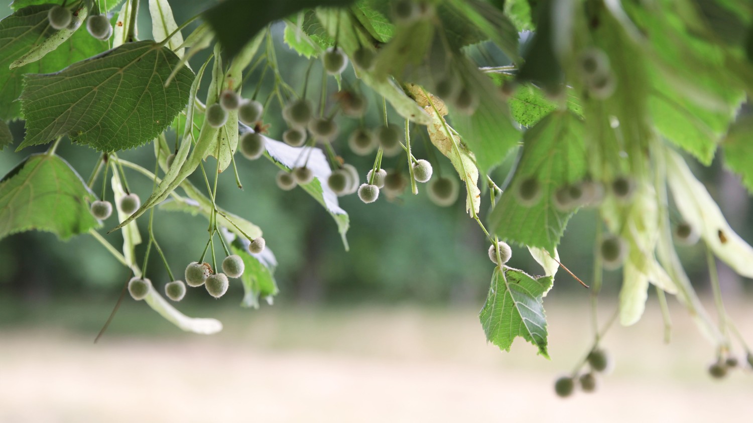 写了两个随机小姐姐视频的Api代码