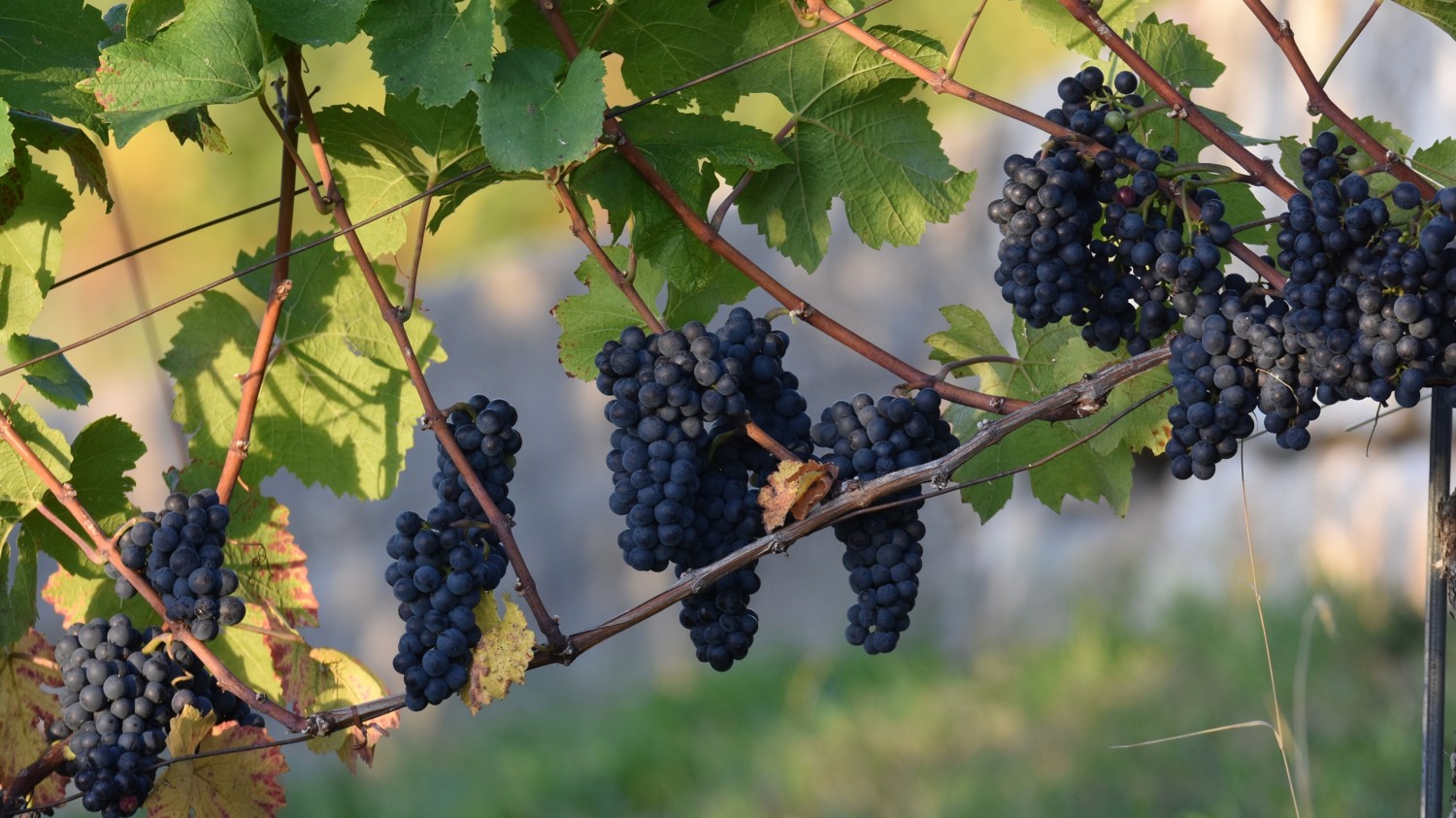 开源简易站点统计2.0