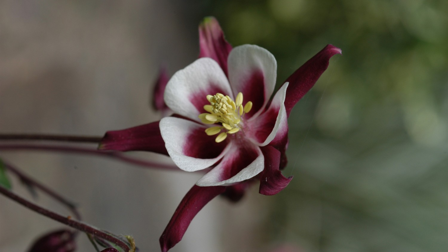 本地搭建网站IP访问统计