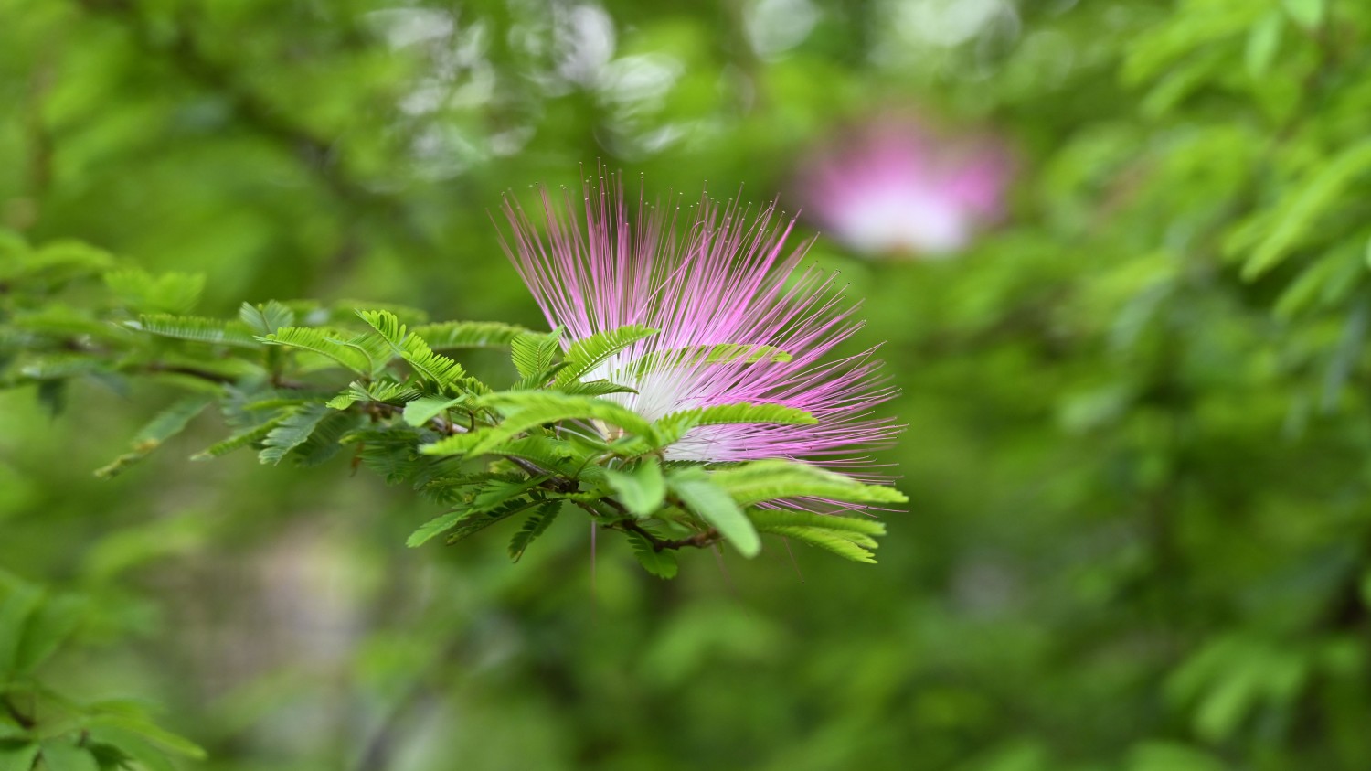 页面链接全部使用新窗口打开