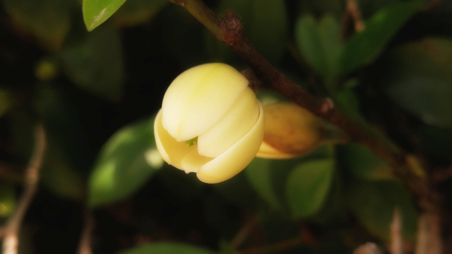 网址小工具收藏夹