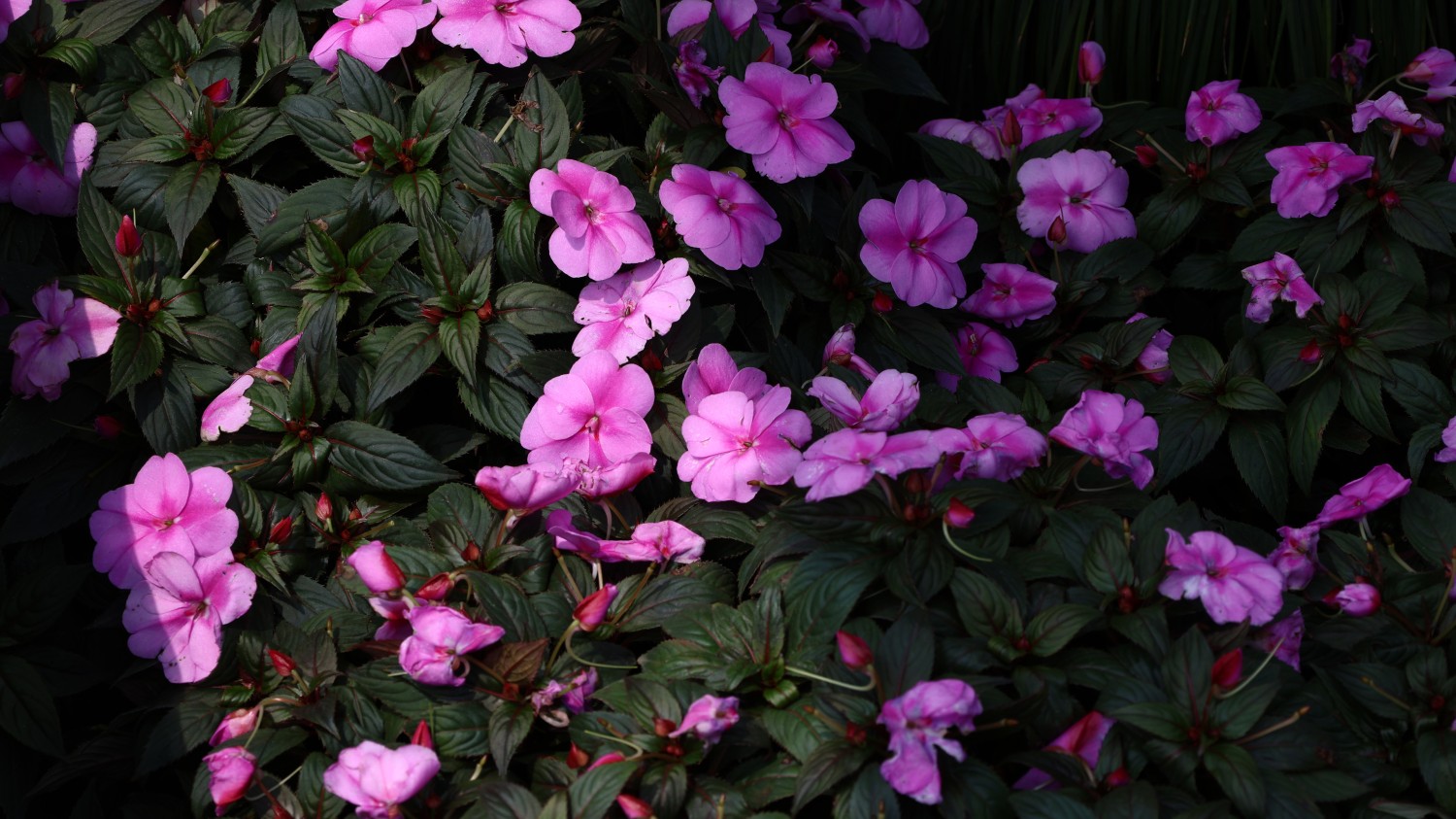 Emlog更换域名后，内链修复