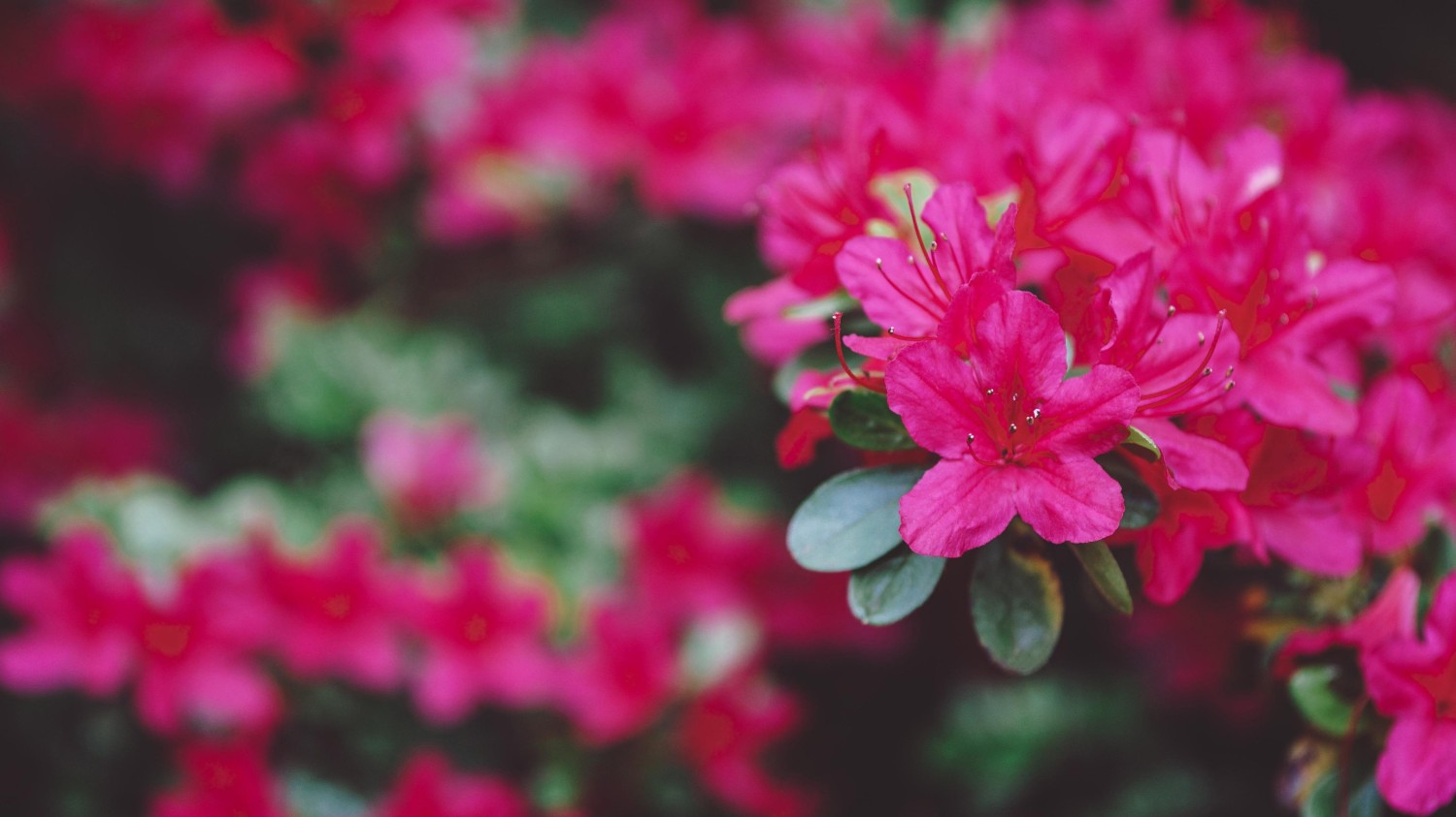 写了两个随机小姐姐视频的Api代码