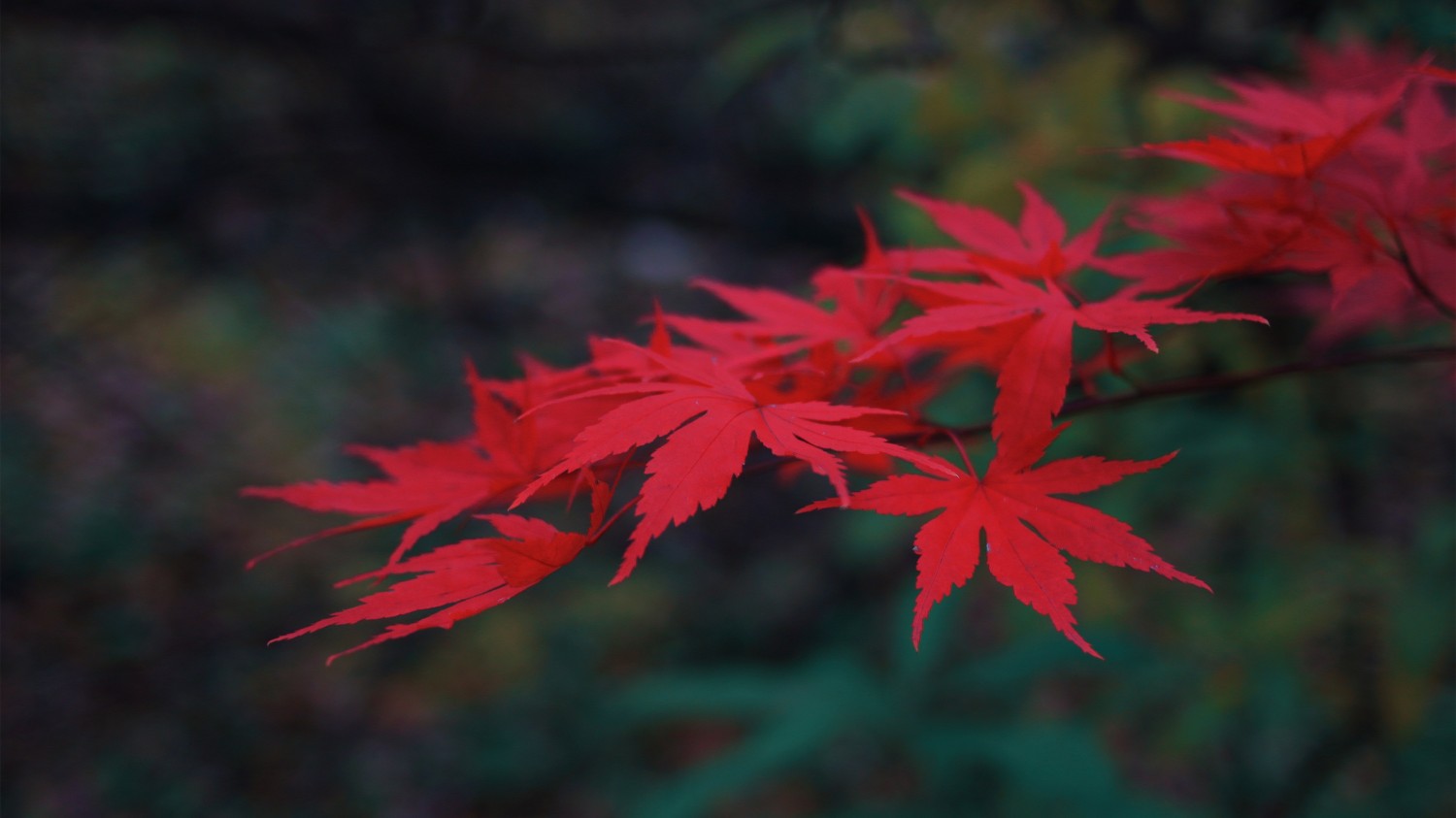 本地搭建网站IP访问统计