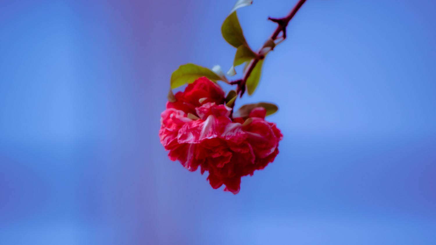 Emlog to Typecho 搬家日志