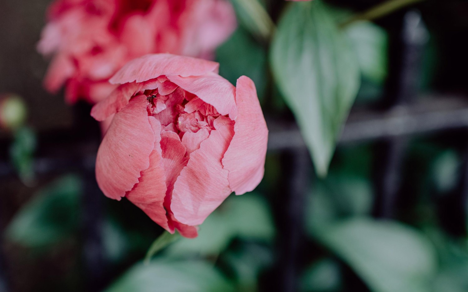 使用Ai写一个仿古书籍页阅读页面