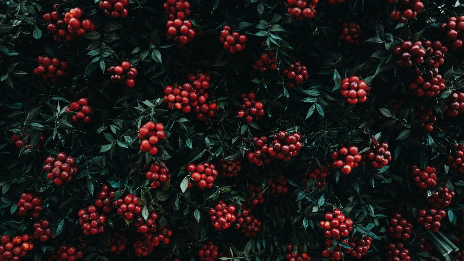 写了两个随机小姐姐视频的Api代码