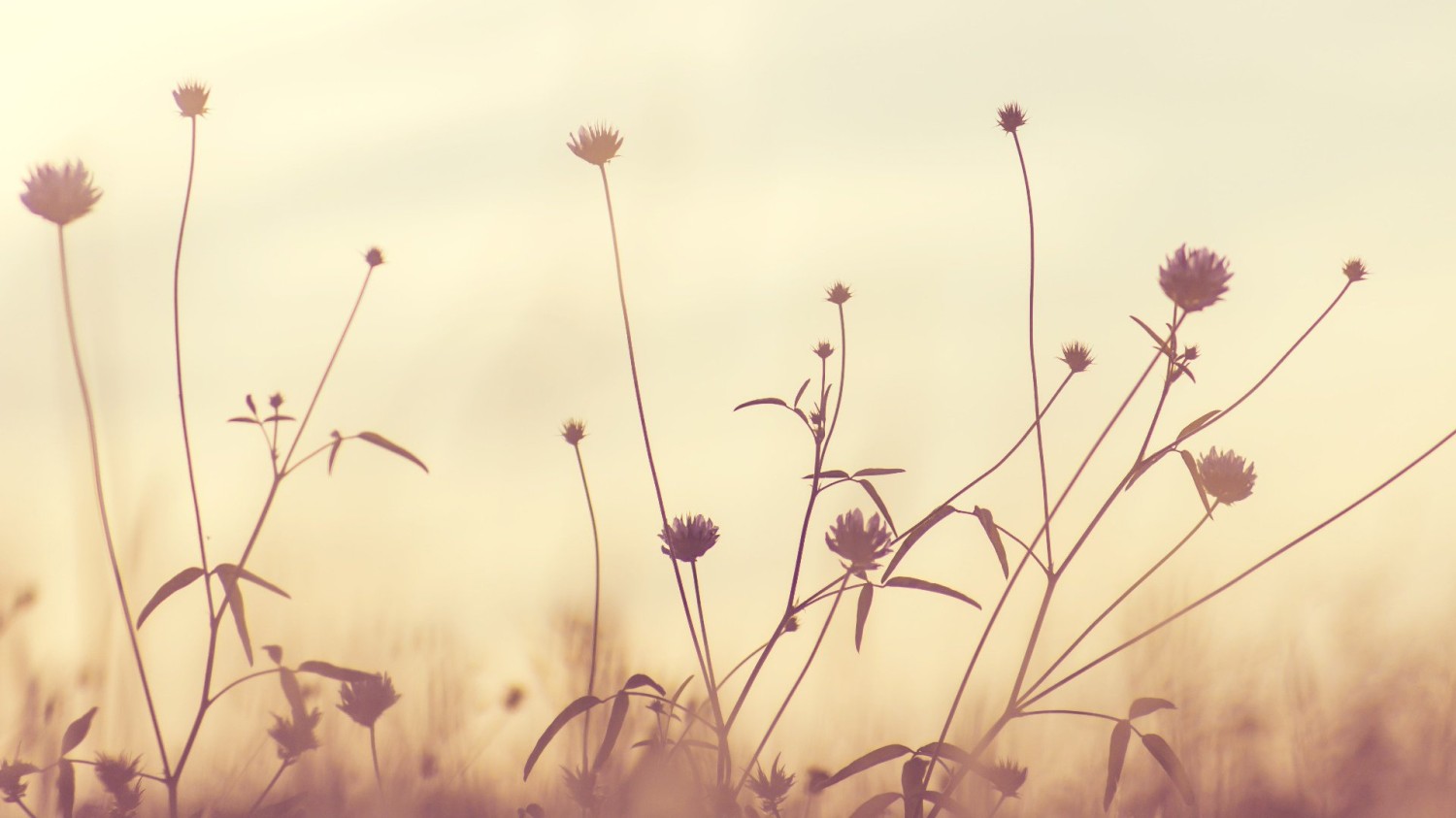 写了两个随机生成图片的Api代码