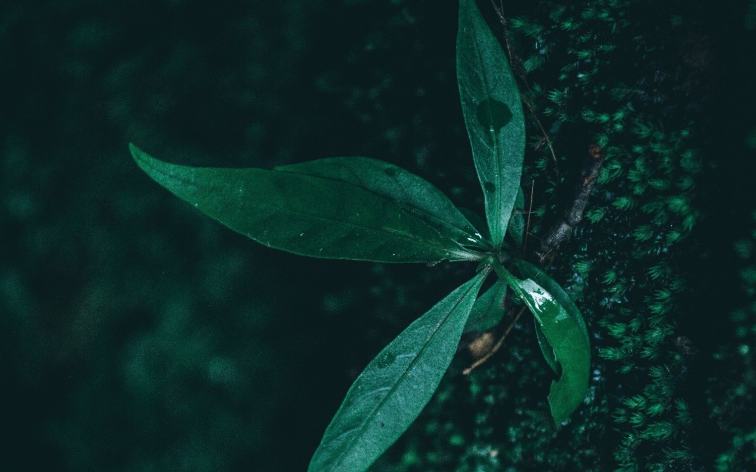 开源简易站点统计2.0