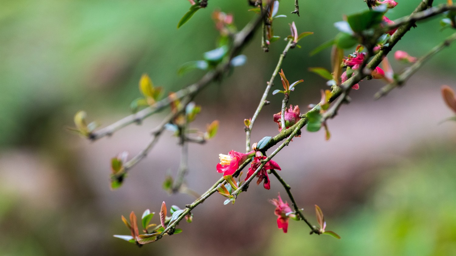 emlog pro 应用商店模板插件下载解析教程