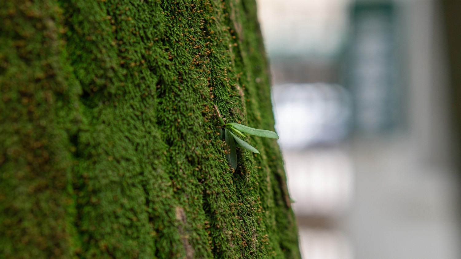 本地搭建网站IP访问统计